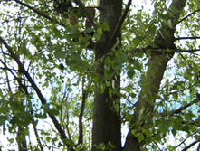 DSCF094350.jpg