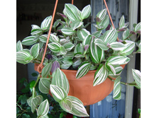 ������������ ������������� Tricolor.JPG