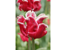 33,86���. ������� ������� �����(�������� ���� �� 10 ��., ����������� ����� 1��.)���14.jpg