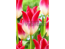 17,28���. ������� ��������� ����(��� 10 ��. ���������� ������ 5��.)���15.jpg