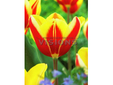 19,44���. ������� ��� ���� ���(��� 10 ��. ���������� ������ 5��.)���14.jpg