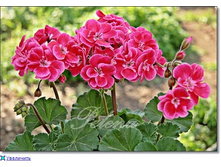 ���������� tammo.jpg