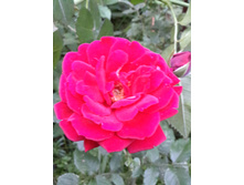 20150626 204327 Richtone(HDR).jpg