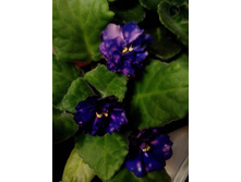 ��������� ����