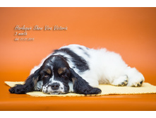 ������� ��� ���� ��������