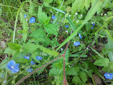 IMG 20150613 134934.jpg