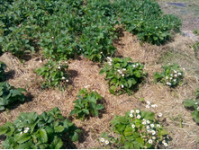 IMG 20150613 130510.jpg