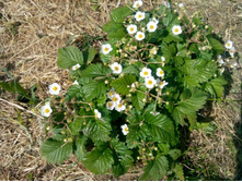 IMG 20150613 130438.jpg