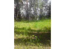 IMG 20150613 110358.jpg