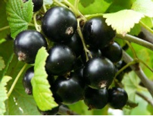 ��������� ������ �����