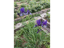 20150601 090448 Richtone(HDR).jpg