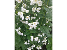 20150616 155847 Richtone(HDR).jpg