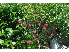 �������� ��������