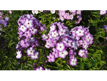 ����� ������� �������