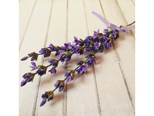 ������� �� ���������