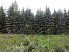 IMG 20150613 141936.jpg