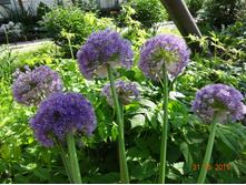 DSC01342.JPG