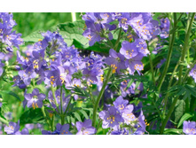 ������ ������� ������ 90���