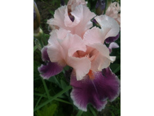 ����������� 005.jpg