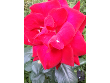 20150626 204121 Richtone(HDR).jpg