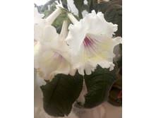 IMG 20150620 141317.jpg