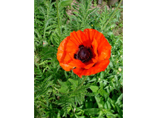 ��� �������