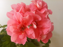 IMG 20150622 180748.jpg