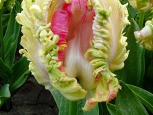 ������ ������ 154�.jpg