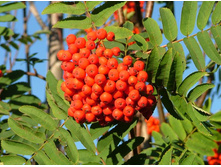 ������ ������������, 100�����, 21 ���