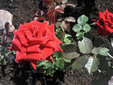 IMG 20150618 111642.jpg