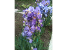 ����������� 009.jpg