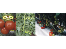 ������ 35 ���..����� ������