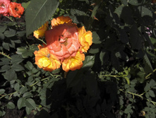 IMG 20150618 111714.jpg