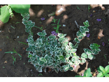 ��������� ������� �������� ����� 80���