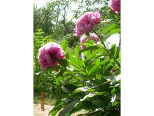 19.06.07 ����� 004.jpg