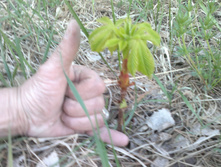 10052015871.jpg