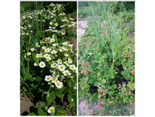 �������� �������