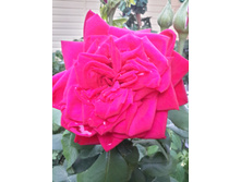 20150626 204055 Richtone(HDR).jpg