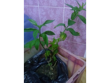 ����� ��������� 50 ���.