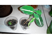 ��������� ���������