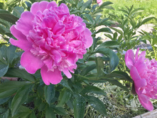 20150607 155644 Richtone(HDR).jpg