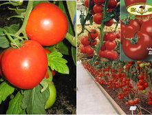 ���� 26 ���..jpg