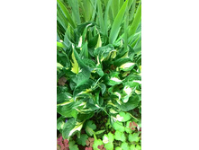 �����, �� 150 �. �����������!