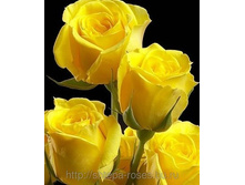 ������ ����� (Yellow Baby) - �����