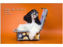 ������� ��� ���� ��������