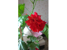 IMAG0227.jpg