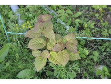 ��������� ����