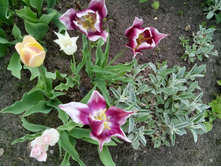 IMG 20150523 112726.jpg