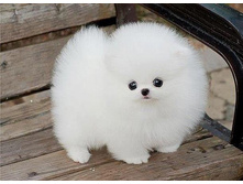 85758215 large 1333880176 sobaka.jpg