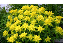 ������� ��������������